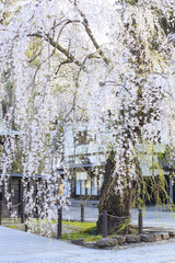 Weeping Cherries of Kakunodate&rsquo;s Samurai District, Akita, Japan
