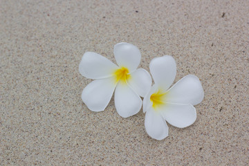Fototapeta na wymiar White plumeria on the beach