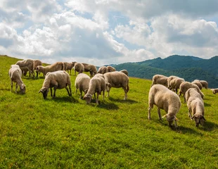 Papier Peint photo Moutons Le pâturage des moutons près de Sulovské sklaly - Súľov, Slovaquie