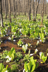 Japanese Skunk Cabbage Colony, Sashimaki Moor, Akita, Japan