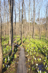 Japanese Skunk Cabbage Colony, Sashimaki Moor, Akita, Japan