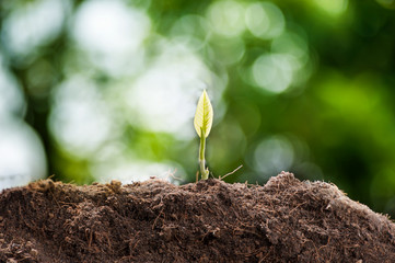 young seedling growing from black soil