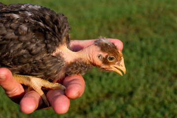 chick in hand