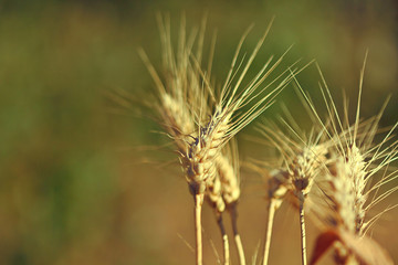 Yellow-Gren summer background with ears of wheat