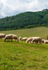 Obraz premium Grazing sheep near Sulovské sklaly - Súľov, Slovakia