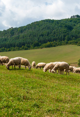 Grazing sheep near Sulovské sklaly - Súľov, Slovakia