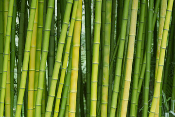 Arrière-plans de la nature en bambou vert