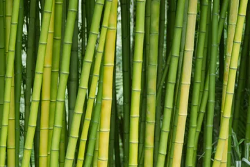 Cercles muraux Bambou Arrière-plans de la nature en bambou vert