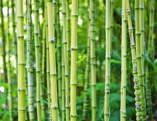 Photo sur Aluminium Bambou Arrière-plans de la nature en bambou vert