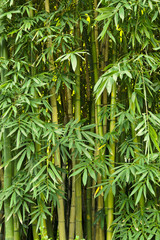 Groene bamboe natuur achtergronden