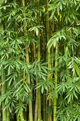 Foto op geborsteld aluminium Bamboe Groene bamboe natuur achtergronden