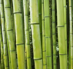 Crédence de cuisine en verre imprimé Bambou Green bamboo nature backgrounds