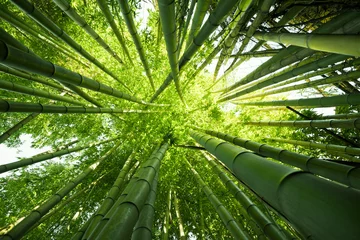 Deurstickers Bamboe Groene bamboe natuur achtergronden