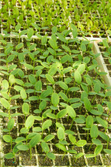 Organic Pumpkin Seedlings