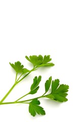 Italian Parsley on White Background
