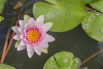 Pink lotus with space on green lotus leaves