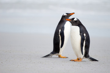 Gentoo penguin pair on the beach