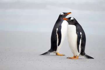 Poster Gentoo penguin pair on the beach © fieldwork