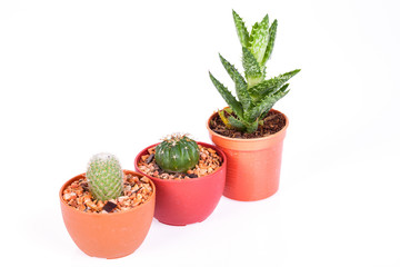 Fototapeta premium cactus