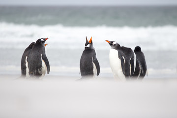 Gentoo penguins in the sand by the surf.