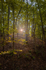 Fototapeta premium Poranne słońce w jesiennym lesie