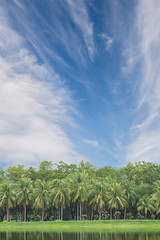Naklejka premium Coconut trees with sky background.