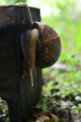 snail walks on wooden plates