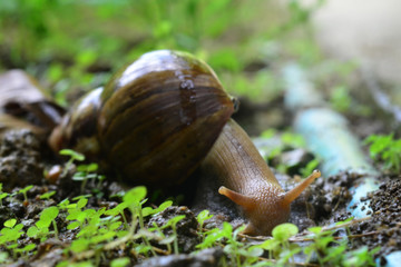 snail walks on wooden plates