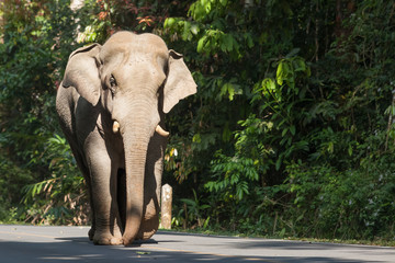 Obraz premium Elephant crossing the road in the woods