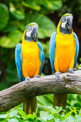 parrot