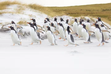 Photo sur Aluminium Pingouin Colonie de manchots papous le long de la plage
