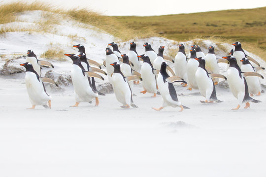 Gentoo penguin colony running along the beach