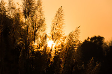 Sunset with grass in the foreground.