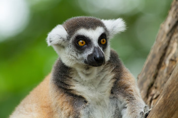 Obraz premium Ring-tailed lemur on a tree.