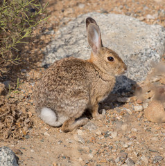 Naklejka na ściany i meble Alert Desert Cottontail Rabbit. Alviso Marina County Park, Santa Clara County, California, USA.