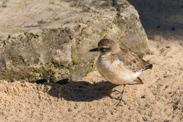 New Zealand plover basking on sand
