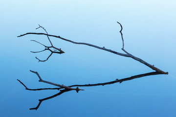 Tree branches in silhouette lying in the water