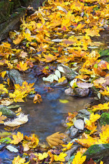 Stream with autumn maple leaves