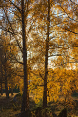 Birch trees in autumn colors against the light