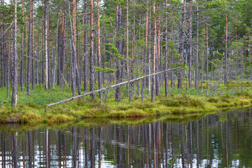 Pine trees on the bog at the lake