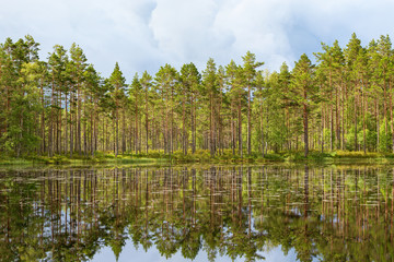 Pine tree forest at the lake