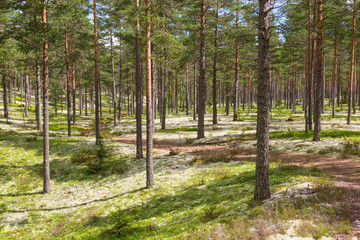 Old road in the woods
