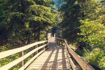 Fototapeta na wymiar Boardwalk in forest