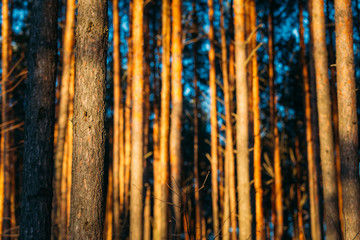 Background Texture Of Pine Trunks Sunset Forest