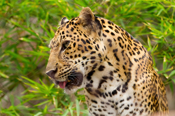 Obraz na płótnie Canvas leopard