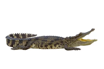 Crédence de cuisine en verre imprimé Crocodile crocodile