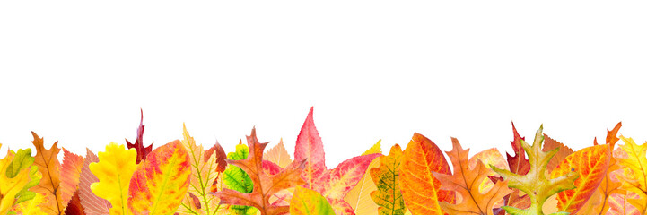 Seamless pattern with fallen autumn leaves