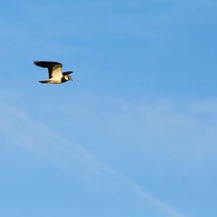 Kiebitz im Flug vor blauem Himmel