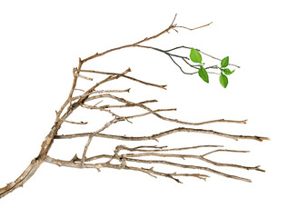 dry branch