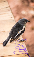 bird stand alone